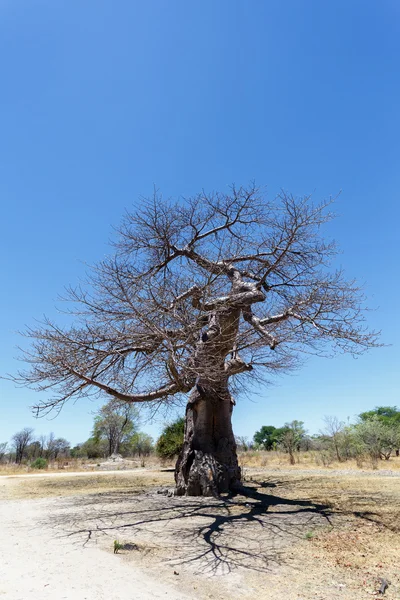 Görkemli baobab ağacı — Stok fotoğraf