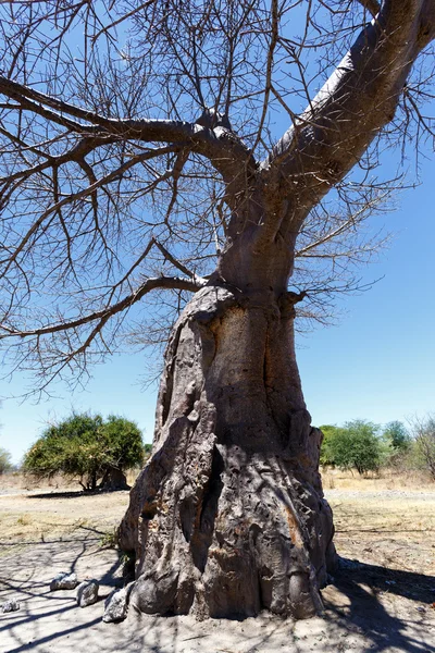 Величественное дерево баобаба — стоковое фото