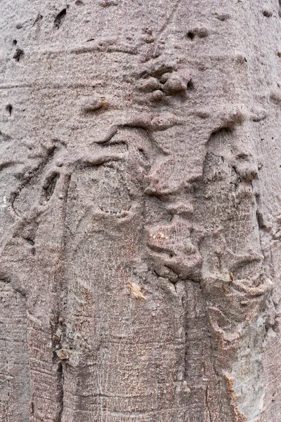 Baobab tekstura — Zdjęcie stockowe