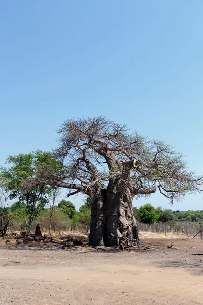 Maestoso albero di baobab — Foto Stock