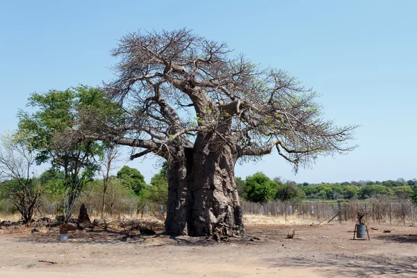Maestoso albero di baobab — Foto Stock