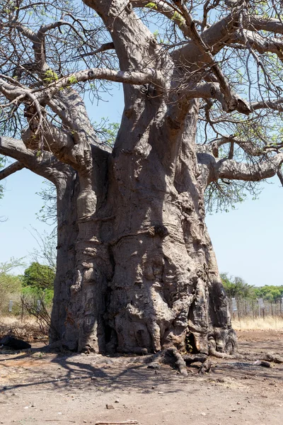 Majestätischer Baobab-Baum — Stockfoto