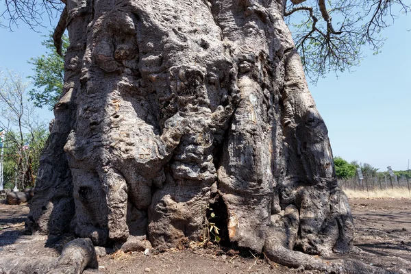 Majestoso baobá árvore — Fotografia de Stock
