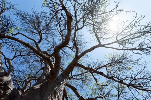 Μεγαλοπρεπή baobab δέντρο — Φωτογραφία Αρχείου