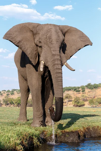 초베 국립 공원에 있는 아프리카코끼리 — 스톡 사진
