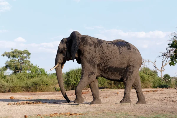 Eléphant d'Afrique dans le parc national de Chobe — Photo