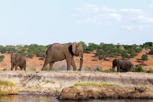 Elefante Africano no Parque Nacional Chobe — Fotografia de Stock