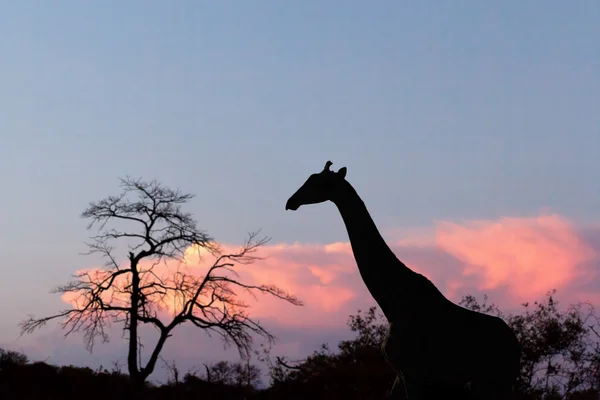 Sunset and giraffe in silhouette in Africa — Stock Photo, Image