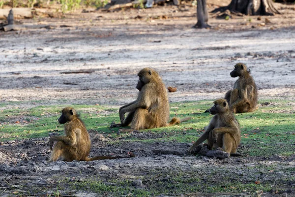 Famiglia di Chacma Baboon — Foto Stock