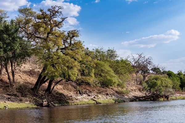 Chobe river Botswana — Stockfoto