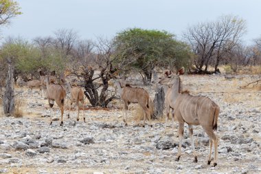 Kudu sürüsü su birikintisinin yolda