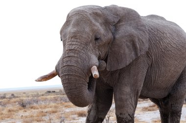 büyük Afrika filleri etkin Milli Parkı