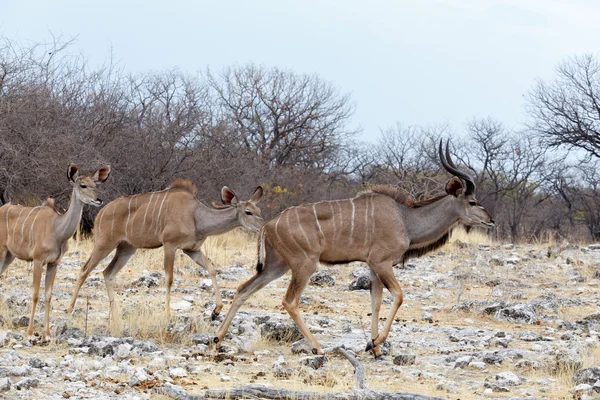 흠뻑 빠지거나 길에 Kudu의 무리 — 스톡 사진