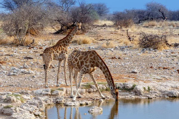 Giraffa camelopardalis beve dalla pozza d'acqua nel Parco nazionale di Etosha — Foto Stock