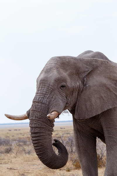Portrait of african elephants, Etosha national Park, Ombika, Kunene, Namibia. True wildlife photography