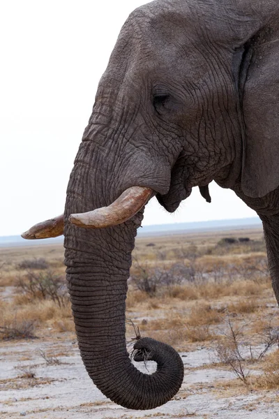 Big african elephants on Etosha national park — Stock Photo, Image