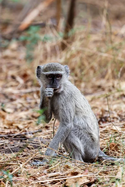 ベルベット モンキー、Chlorocebus pygerythrus — ストック写真