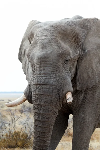 Grands éléphants africains sur le parc national d'Etosha — Photo