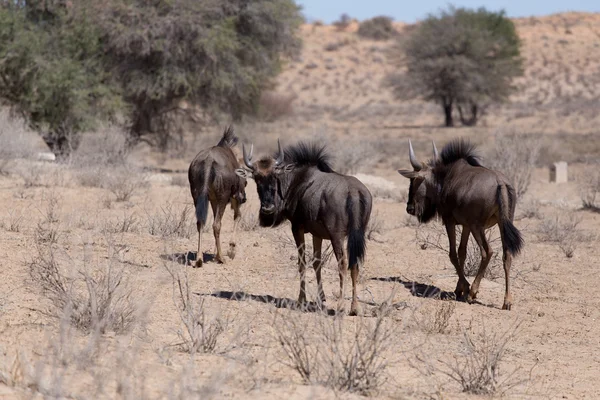 Dziki GNU Gnu — Zdjęcie stockowe