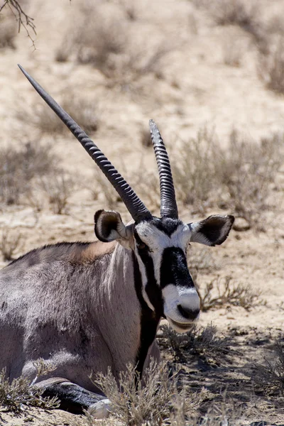 Close up retrato de Gemsbok, Oryx gazella — Fotografia de Stock