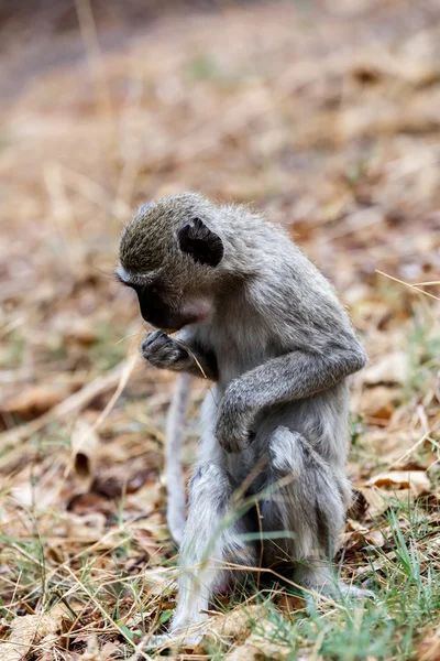 Vervet monkey, Chlorocebus pygerythrus — Stock Photo, Image