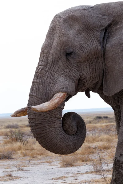 Grandes elefantes africanos no parque nacional de Etosha — Fotografia de Stock