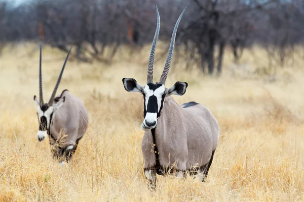 Close up retrato de Gemsbok, Oryx gazella — Fotografia de Stock