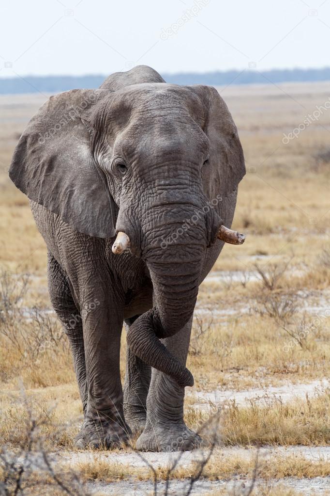 big african elephants on Etosha national park