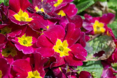 güzel kırmızı primrose closeup