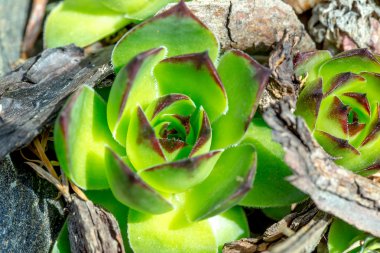 Yeşil sempervivum portre