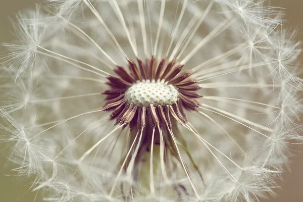 Close up of Dandelion with abstract color — Stock Photo, Image
