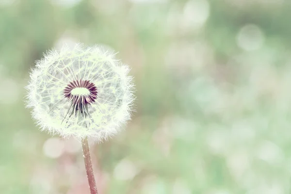 Close up of Dandelion with abstract color — Stock Photo, Image