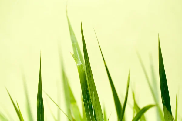 Photo of nice grass for background — Stock Photo, Image