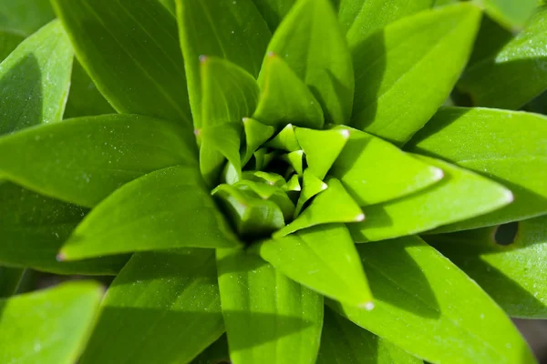 Grön växt leaf ovanifrån — Stockfoto