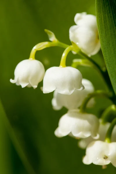 Lirio floreciente del valle en el jardín de primavera —  Fotos de Stock