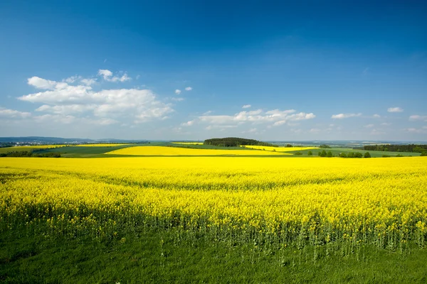 Beautiful spring rural landscape — Stock Photo, Image