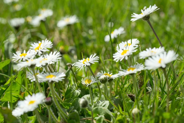 Pequena flor de margarida — Fotografia de Stock