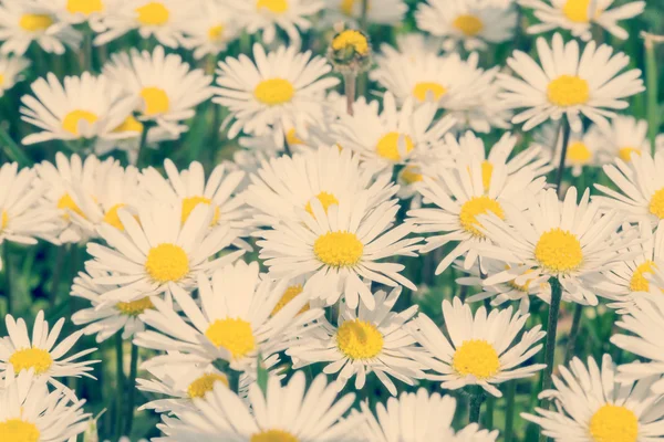 Small daisy flower retro color — Stock Photo, Image