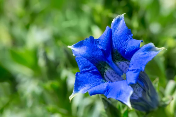 Trompet gentiana blauwe voorjaar bloem in tuin — Stockfoto