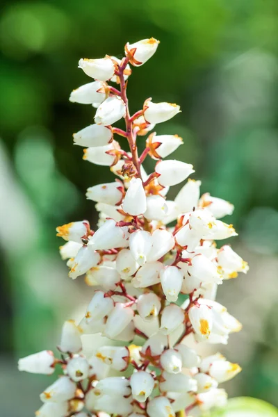 Erica carnea in bloei — Stockfoto