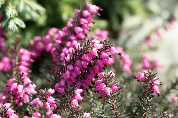 Macro de pequenas flores de urze roxa — Fotografia de Stock