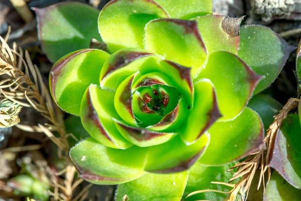 Gröna sempervivum närbild — Stockfoto