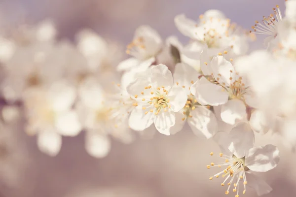 Blossoming apple in spring — Stock Photo, Image