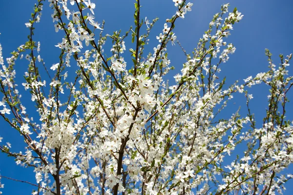 Blühender Apfel im Frühling — Stockfoto