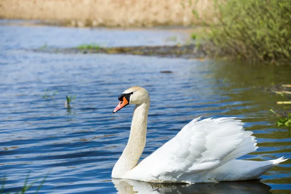 Cisne mudo, Cygnus, un solo pájaro en el agua — Foto de Stock