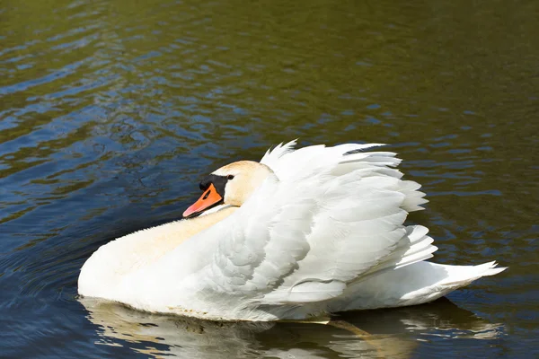 Cisne mudo, Cygnus, un solo pájaro en el agua — Foto de Stock