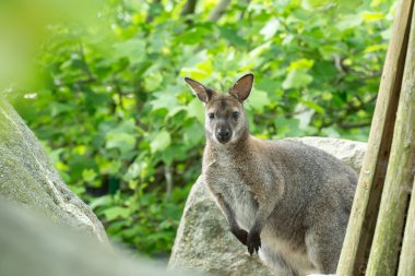 Kızıl enseli kanguru (Macropus rufogriseus closeup)