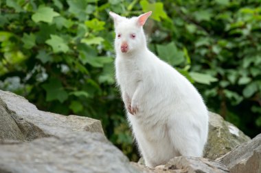 Kızıl enseli Wallaby closeup beyaz albino kadın