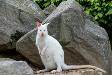 Kızıl enseli Wallaby closeup beyaz albino kadın