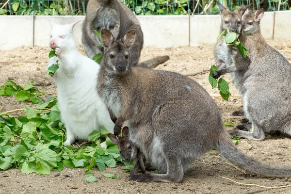 Cascalho Wallaby de pescoço vermelho (Macropus rufogriseus ) — Fotografia de Stock